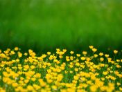 Ekspertyza przyrodnicza, ochrony środowiska, tel. 504-746-203, nadzór, raport