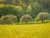 Wykonanie inwentaryzacji przyrodniczej do raportu środowiskowego.tel.
