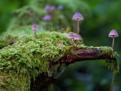 Nadzór z ochrony środowiska nad inwestycją. t 504746203. Raport środowiskowy