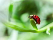 Prowadzenie nadzoru przyrodniczego, tel. 504-746-203,