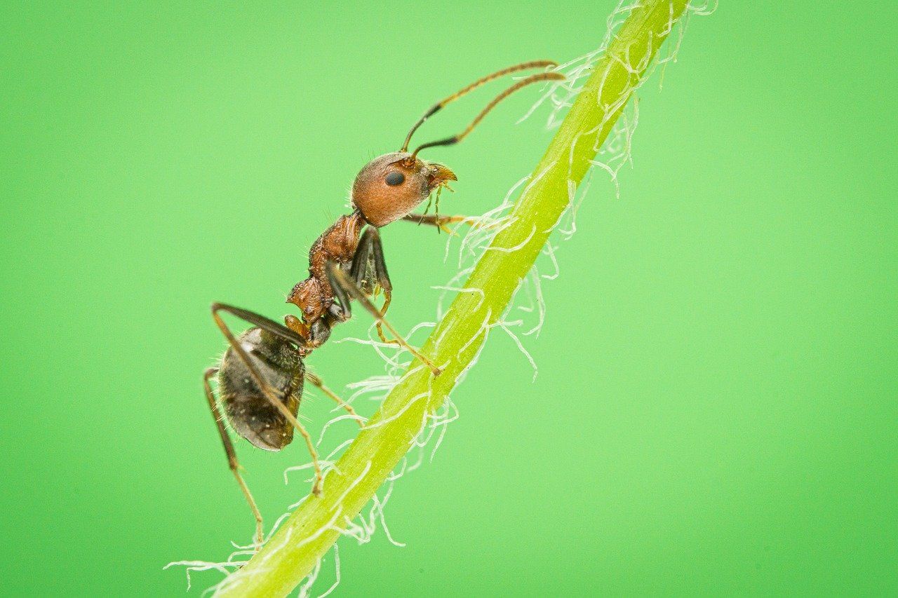 Wykonanie inwentaryzacji przyrodniczej, raportu środowiskowego  - Zdjęcie 1