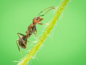 Wykonanie inwentaryzacji przyrodniczej, raportu środowiskowego